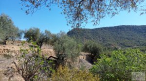 Finca en Fuentespalda compuesta por bosques, olivos, almendros y frutales. en venta con muy bien comunicado