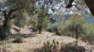 Vendemos Finca en Fuentespalda compuesta por bosques, olivos, almendros y frutales. con paisajes únicos