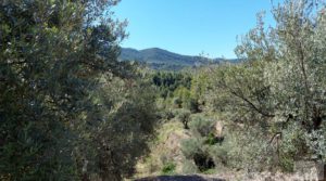 Finca en Fuentespalda compuesta por bosques, olivos, almendros y frutales. para vender con paisajes únicos