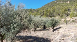 Detalle de Finca en Fuentespalda compuesta por bosques, olivos, almendros y frutales. con paisajes únicos