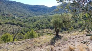 Se vende Finca en Fuentespalda compuesta por bosques, olivos, almendros y frutales. con paisajes únicos por 120.000€