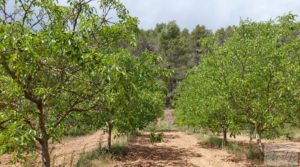 Finca en Monroyo entre el río Tastavins y Sierra Molinera. para vender con agua de riego por 390.000€