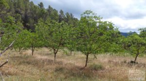 Finca en Monroyo entre el río Tastavins y Sierra Molinera. en venta con agua de riego por 390.000€