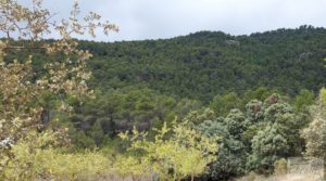 Detalle de Finca en Monroyo entre el río Tastavins y Sierra Molinera. con agua de riego por 390.000€