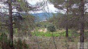 Finca en Monroyo entre el río Tastavins y Sierra Molinera. para vender con agua de riego por 390.000€