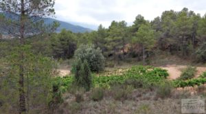 Finca en Monroyo entre el río Tastavins y Sierra Molinera. a buen precio con agua de riego