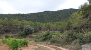 Vendemos Finca en Monroyo entre el río Tastavins y Sierra Molinera. con agua de riego