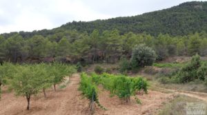 Finca en Monroyo entre el río Tastavins y Sierra Molinera. a buen precio con agua de riego por 390.000€