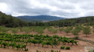 Foto de Finca en Monroyo entre el río Tastavins y Sierra Molinera. con agua de riego por 390.000€