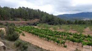 Vendemos Finca en Monroyo entre el río Tastavins y Sierra Molinera. con agua de riego