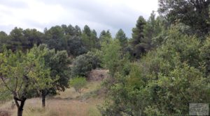 Se vende Finca en Monroyo entre el río Tastavins y Sierra Molinera. con agua de riego por 390.000€