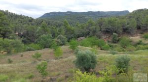 Detalle de Finca en Monroyo entre el río Tastavins y Sierra Molinera. con agua de riego por 390.000€