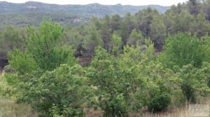 Foto de Finca en Monroyo entre el río Tastavins y Sierra Molinera. con agua de riego