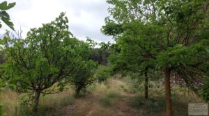 Finca en Monroyo entre el río Tastavins y Sierra Molinera. para vender con agua de riego por 390.000€