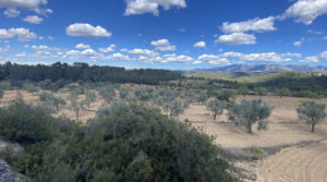 Detalle de Finca de olivos y almendros con vivienda de obra nueva en Arens de Lledó. con calefacción de pellets