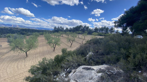 Finca de olivos y almendros con vivienda de obra nueva en Arens de Lledó.