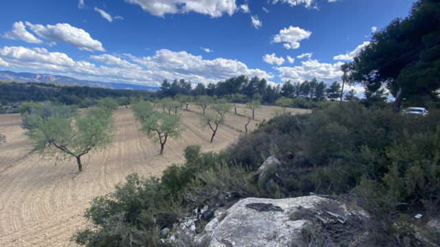 Finca de olivos y almendros con vivienda de obra nueva en Arens de Lledó.