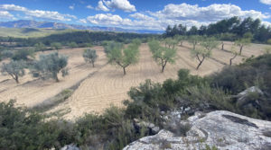 Finca de olivos y almendros con vivienda de obra nueva en Arens de Lledó. en venta con piscina modular