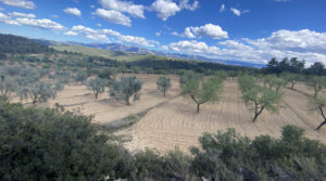 Foto de Finca de olivos y almendros con vivienda de obra nueva en Arens de Lledó. en venta con depuradora de aguas residuales