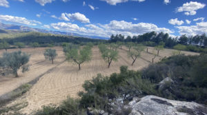 Foto de Finca de olivos y almendros con vivienda de obra nueva en Arens de Lledó. con calefacción de pellets