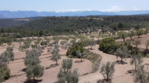 Finca de olivos y almendros con vivienda de obra nueva en Arens de Lledó. en oferta con depuradora de aguas residuales por 270.000€