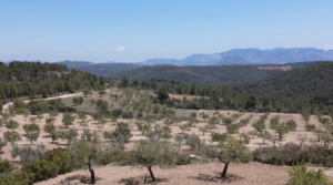 Vendemos Finca de olivos y almendros con vivienda de obra nueva en Arens de Lledó. con depuradora de aguas residuales