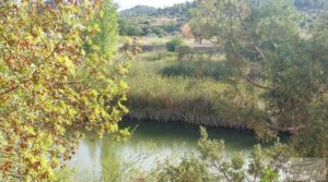 Finca de regadío en Caseras con casa y masía tradicional. en oferta con piscina