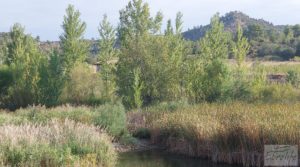 Finca de regadío en Caseras con casa y masía tradicional. para vender con piscina