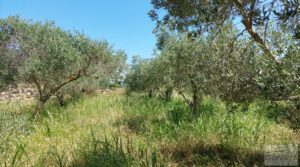 Vendemos Casa de campo en Caspe. con agua abundante