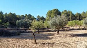 Finca en Mazaleón de olivos y almendros con casa de piedra. en oferta con almendros