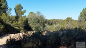 Foto de Finca en Mazaleón de olivos y almendros con casa de piedra. en venta con cisterna subterránea