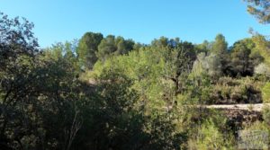 Finca en Mazaleón de olivos y almendros con casa de piedra. a buen precio con olivos