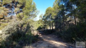 Detalle de Finca en Mazaleón de olivos y almendros con casa de piedra. con almendros por 39.000€