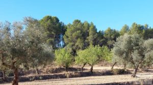 Vendemos Finca en Mazaleón de olivos y almendros con casa de piedra. con olivos por 39.000€