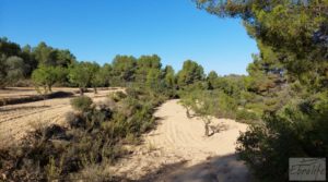 Finca en Mazaleón de olivos y almendros con casa de piedra. en oferta con olivos