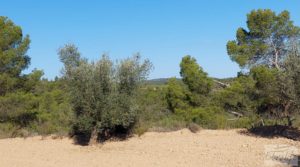 Finca en Mazaleón de olivos y almendros con casa de piedra. para vender con olivos