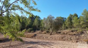 Foto de Finca en Mazaleón de olivos y almendros con casa de piedra. en venta con almendros