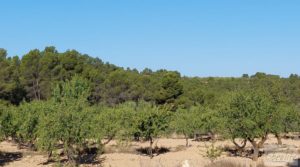 Foto de Finca en Mazaleón de olivos y almendros con casa de piedra. en venta con olivos