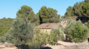 Se vende Finca en Mazaleón de olivos y almendros con casa de piedra. con olivos por 39.000€