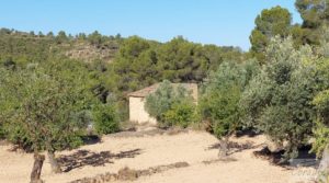 Foto de Finca en Mazaleón de olivos y almendros con casa de piedra. con almendros