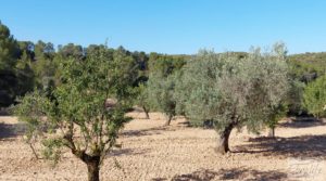 Foto de Finca en Mazaleón de olivos y almendros con casa de piedra. con olivos por 39.000€