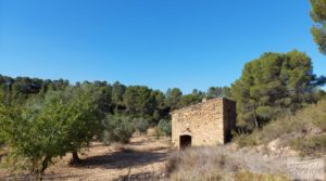 Finca en Mazaleón de olivos y almendros con casa de piedra. en venta con almendros por 39.000€