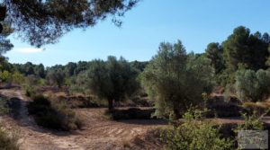 Foto de Finca en Mazaleón de olivos y almendros con casa de piedra. en venta con cisterna subterránea por 39.000€