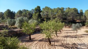 Finca en Mazaleón de olivos y almendros con casa de piedra. para vender con almendros