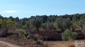 Se vende Finca en Mazaleón de olivos y almendros con casa de piedra. con almendros por 39.000€