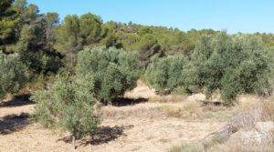 Detalle de Finca en Mazaleón de olivos y almendros con casa de piedra. con cisterna subterránea por 39.000€