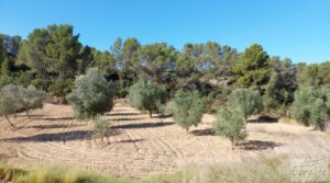 Foto de Finca en Mazaleón de olivos y almendros con casa de piedra. en venta con olivos por 39.000€