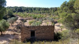 Foto de Finca en Mazaleón de olivos y almendros con casa de piedra. en venta con almendros por 39.000€