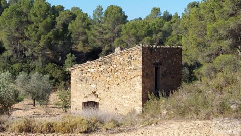 Finca en Mazaleón de olivos y almendros con casa de piedra.