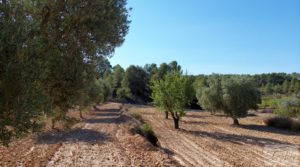 Vendemos Finca en Mazaleón de olivos y almendros con casa de piedra. con cisterna subterránea